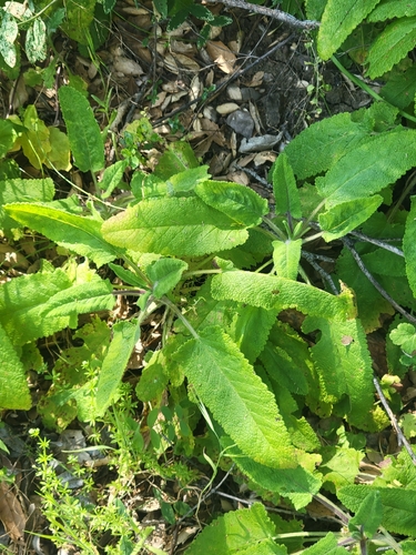 iNaturalist observation photo of Hummingbird Sage