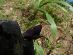 Anthene larydas