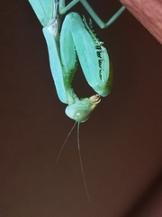 Hierodula tenuidentata