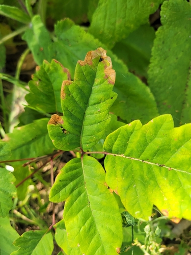 iNaturalist observation photo of Pacific poison oak