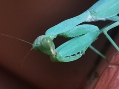 Hierodula tenuidentata