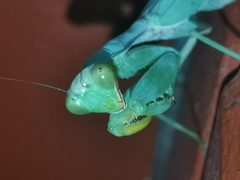 Hierodula tenuidentata