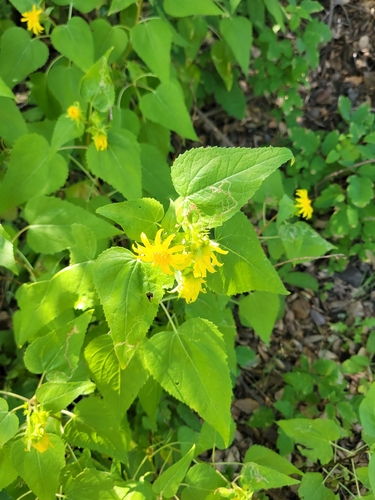 iNaturalist observation photo of canyon sunflower
