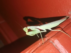 Hierodula tenuidentata