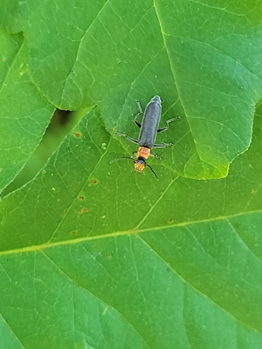 iNaturalist observation photo of Downy Leather-winged Beetle