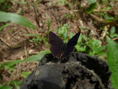 Anthene larydas