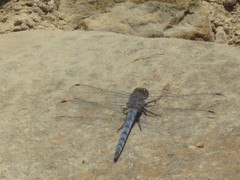 Orthetrum ransonnetii