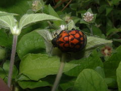 Orsilochides variabilis