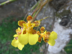 Trichocentrum cebolleta