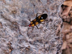 Oncopeltus guttaloides