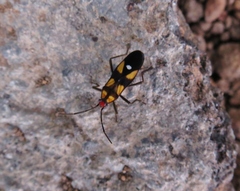 Oncopeltus guttaloides