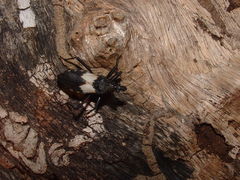 Microtomus luctuosus