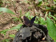 Anthene larydas