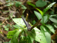 Anthene larydas