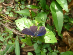 Anthene larydas