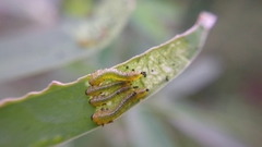 Adurgoa gonagra