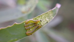 Adurgoa gonagra