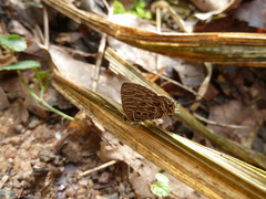 Anthene larydas