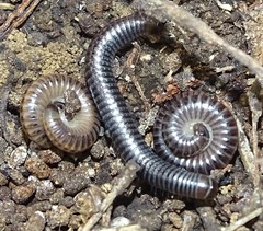 Ommatoiulus sabulosus aimatopodus