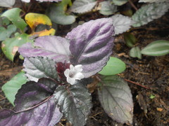 Hemigraphis alternata