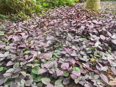 Hemigraphis alternata