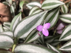 Tradescantia zebrina zebrina