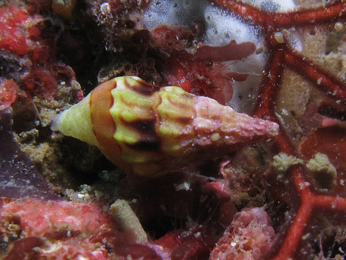 Clavus unizonalis observed 2014-05-05