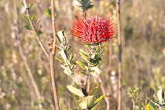 Banksia coccinea