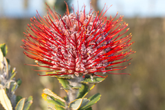 Banksia coccinea