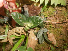 Herpetacanthus rubiginosus