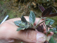 Herpetacanthus rubiginosus