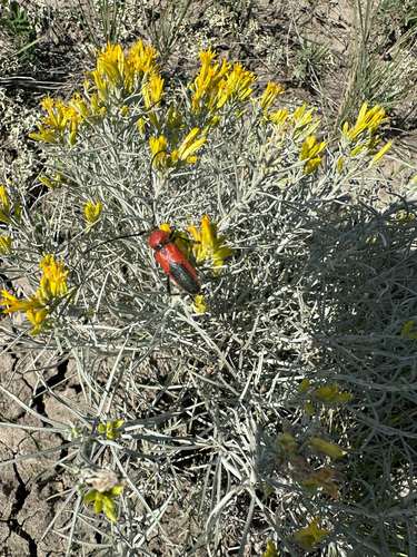 Red and Black Long-horned Beetle