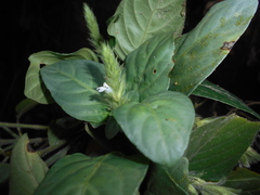 Herpetacanthus