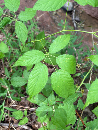 Allegheny blackberry (Rubus allegheniensis)