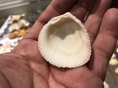 Acrosterigma burchardi