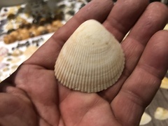 Acrosterigma burchardi