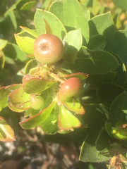 Arctostaphylos purissima