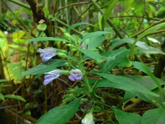 Hygrophila corymbosa