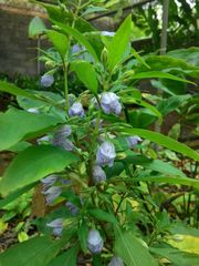 Hygrophila corymbosa
