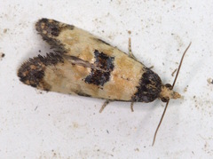 Neocochylis dubitana