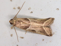 Nyctegretis lineana