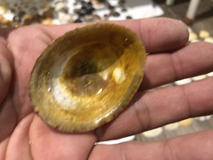 Cellana nigrolineata