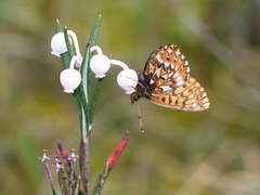 Boloria freija