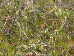 Boloria freija