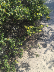 Arctostaphylos purissima