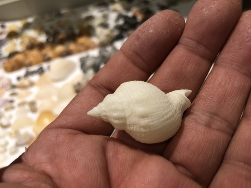 Siphonalia cassidariaeformis observed 2020-03-05