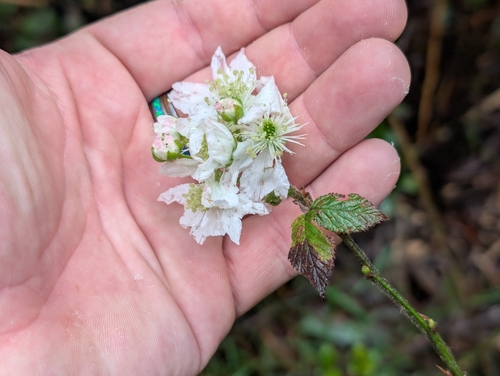 Sawtooth Blackberry (Rubus argutus)
