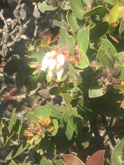 Arctostaphylos purissima