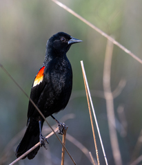 Red-Shouldered Blackbird photo 1