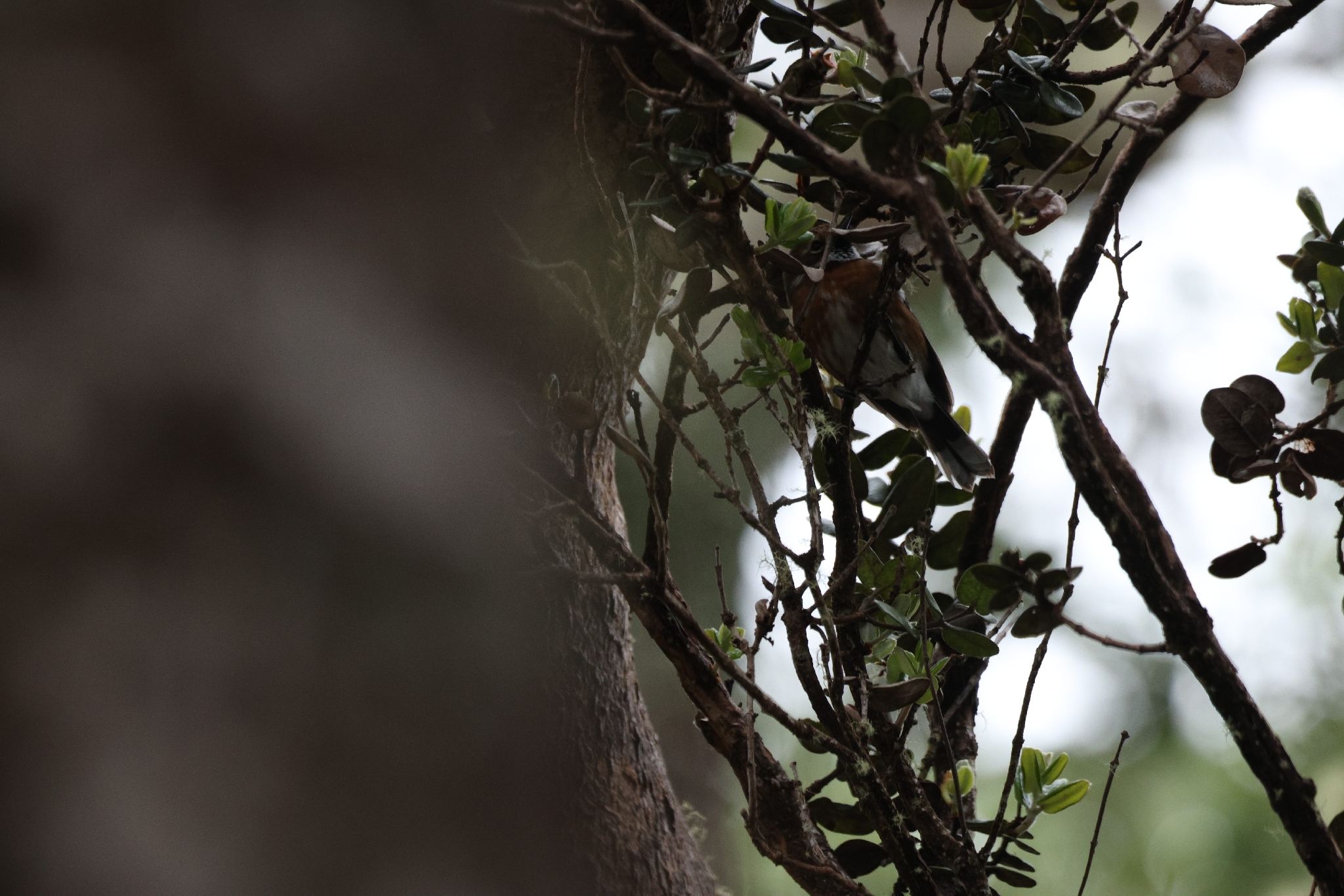 Hawaii Elepaio (Chasiempis sandwichensis), photo 8